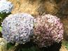 Hydrangeas / Hortensias @ QG