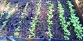 Produced at our Nursery/Green House/Vivero