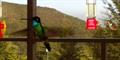 Magnificent Hummingbird (Eugene fulgens) & Scintillant Hummingbird (Selaphorus scintilla)