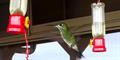 Green-Crowned Brilliant (Heliodoxa jacula)