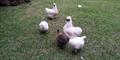 We call then Gallinas Japonesas *Japanese Chickens