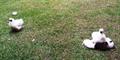We call then Gallinas Japonesas *Japanese Chickens