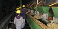 Tour at a nearby Coffee Processing Plant / Mill