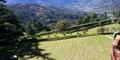 Plants, life, pure air, beautiful landscape
