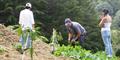 Working on our Organic Auto-Sustainable Farm