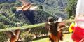 Scintillant Hummingbirds (Selaphorus scintilla)