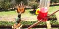 Scintillant Hummingbirds (Selaphorus scintilla)