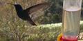 Green Violet-Ear (Colibri thalassinus)