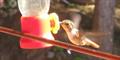 Scintillant Hummingbird (Selaphorus scintilla)