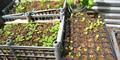 Produced at our Nursery/Green House/Vivero