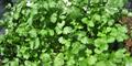 Produced at our Nursery/Green House/Vivero