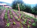 Corn & Cubaces Beans