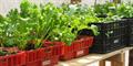Produced at our Nursery/Green House/Vivero