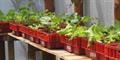 Produced at our Nursery/Green House/Vivero