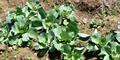 Products from our Organic Auto-Sustainable Farm