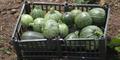 Products from our Organic Auto-Sustainable Farm