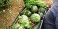 Products from our Organic Auto-Sustainable Farm