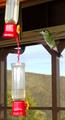 Green-Crowned Brilliant (Heliodoxa jacula)