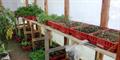Produced at our Nursery/Green House/Vivero