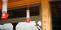 Rufous-Tailed Hummingbird (Amazillia tzacatl)