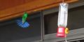 Steely-Vented Hummingbird (Amazillia saucerottei)