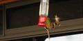 Scintillant Hummingbirds (Selaphorus scintilla)