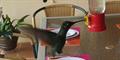 TAILED-LESS Magnificent Hummingbird (Eugene fulgens)