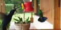 Violet Sabrewing (Campylopterus hemileucurus) & Steely-Vented Hummingbird (Amazillia saucerottei)