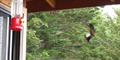 Stripe-Tailed Hummingbird (Eupherusa eximia)