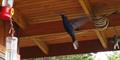 Violet Sabrewing (Campylopterus hemileucurus)