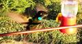 Magnificent Hummingbird (Eugene fulgens)
