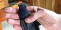 Violet Sabrewing (Campylopterus hemileucurus)