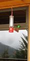 Rufous-Tailed Hummingbird (Amazillia tzacatl)