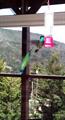 Green Violet-Ear (Colibri thalassinus) & Magnificent Hummingbird (Eugene fulgens)