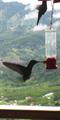 TAILED-LESS Magnificent Hummingbird (Eugene fulgens)