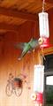 Magnificent Hummingbird (Eugene fulgens)