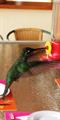 Magnificent Hummingbird (Eugene fulgens)
