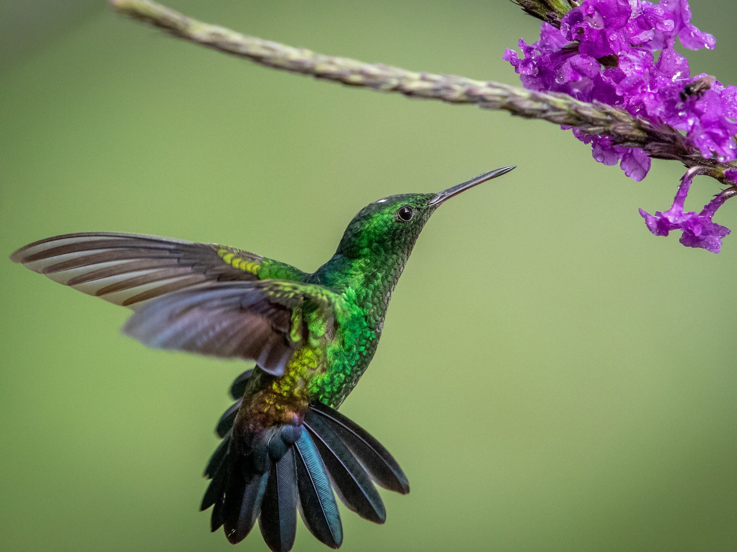 Hummingbirds - Quinta GALEON Lodge