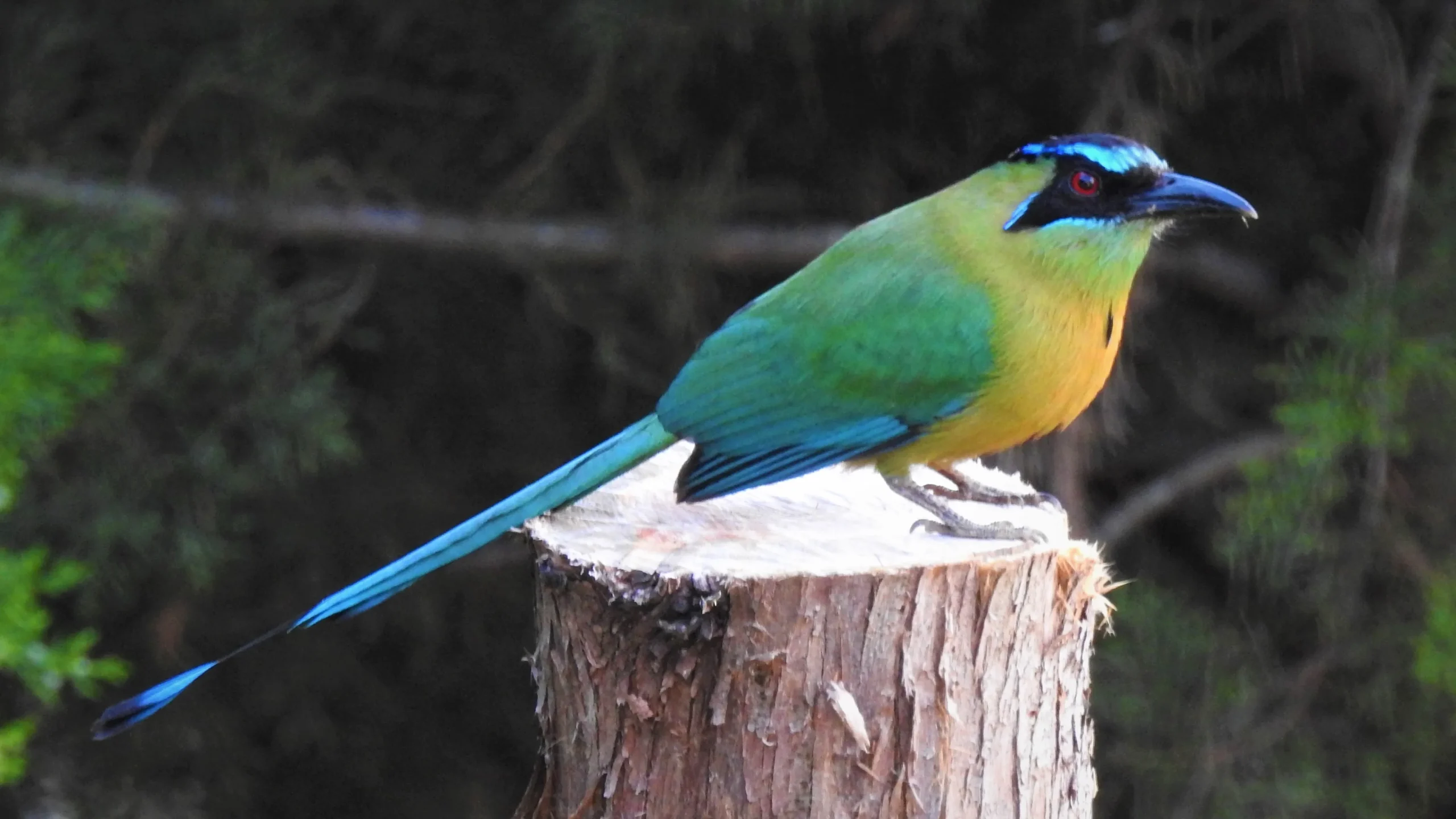 quintagaleon-birds-16x9-1005