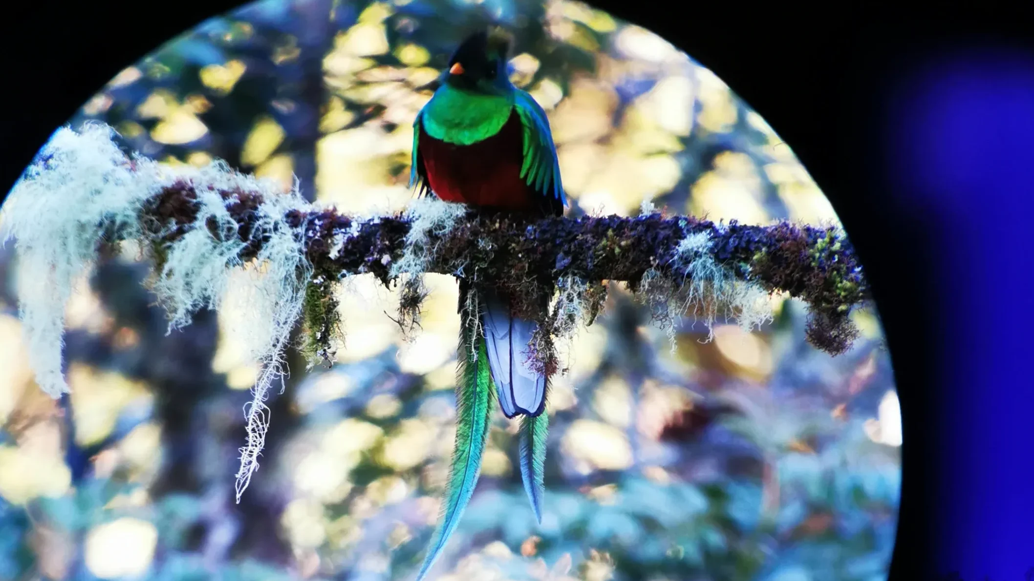 quintagaleon-birds-16x9-1006