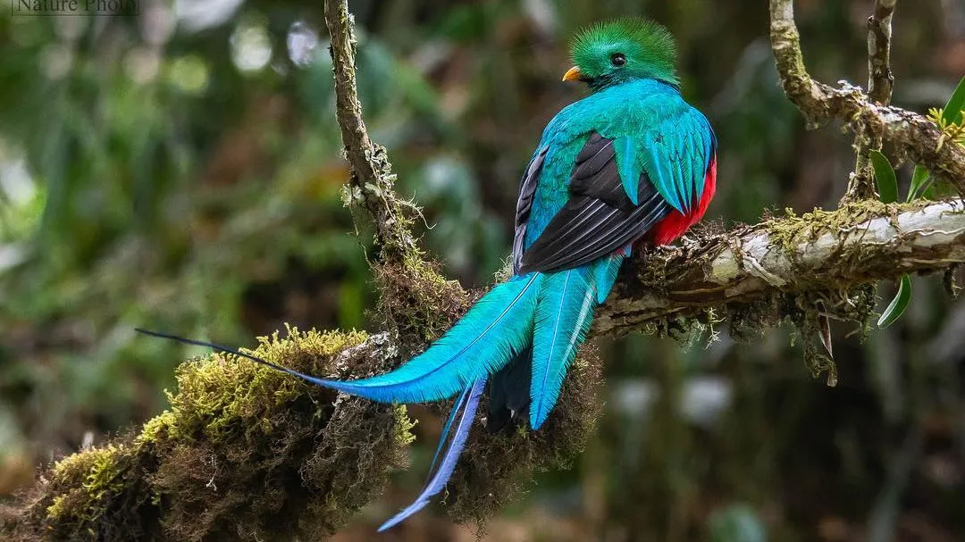 quintagaleon-birds-16x9-1014