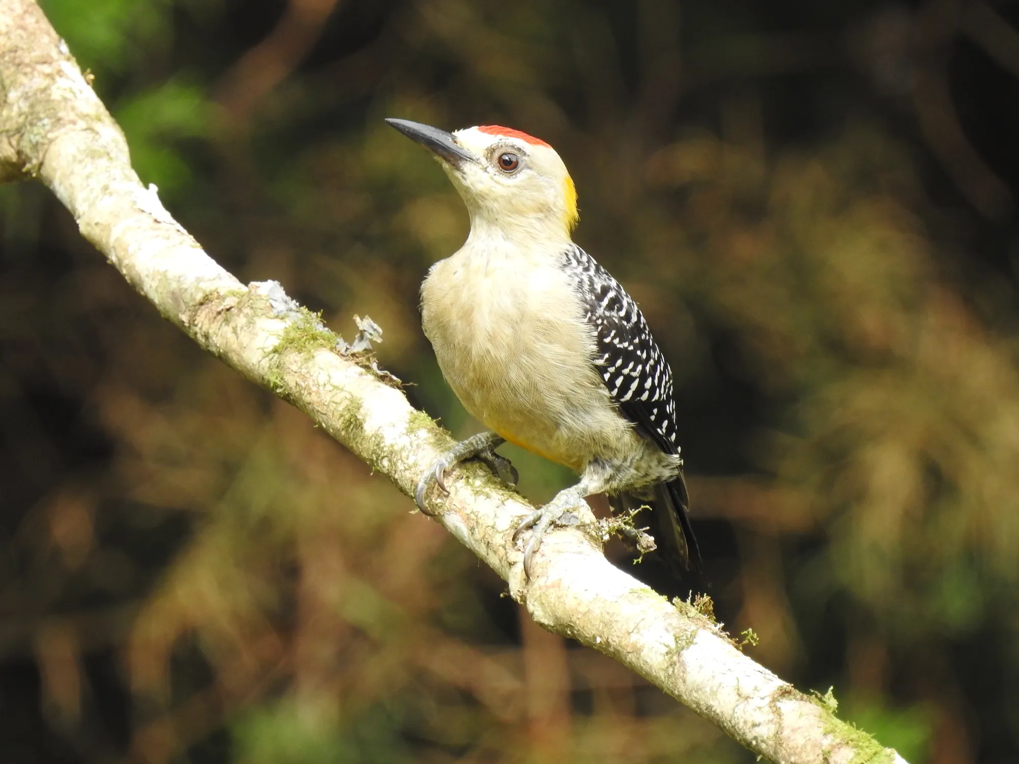 quintagaleon-birds-2000-137