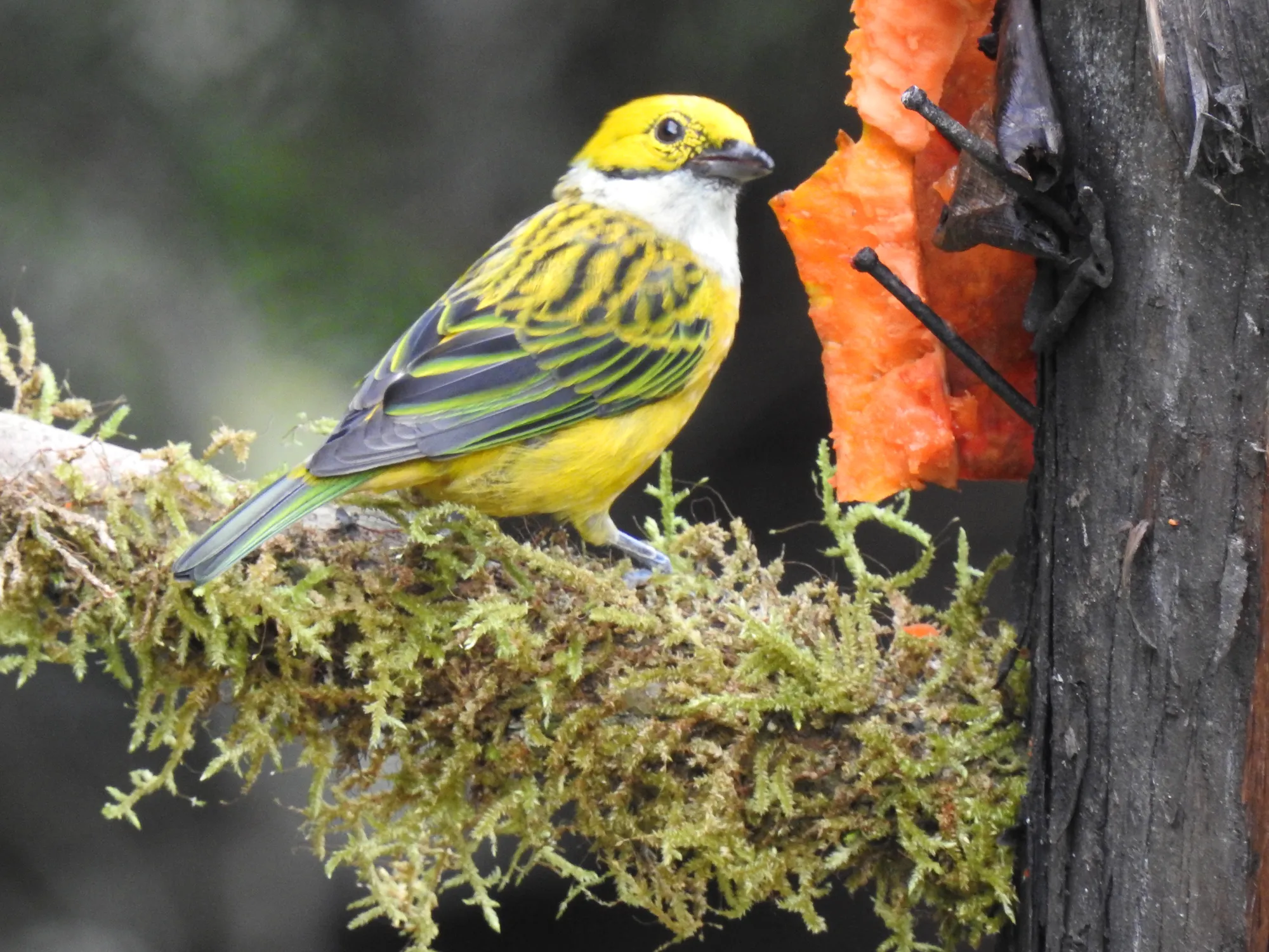 quintagaleon-birds-2000-138