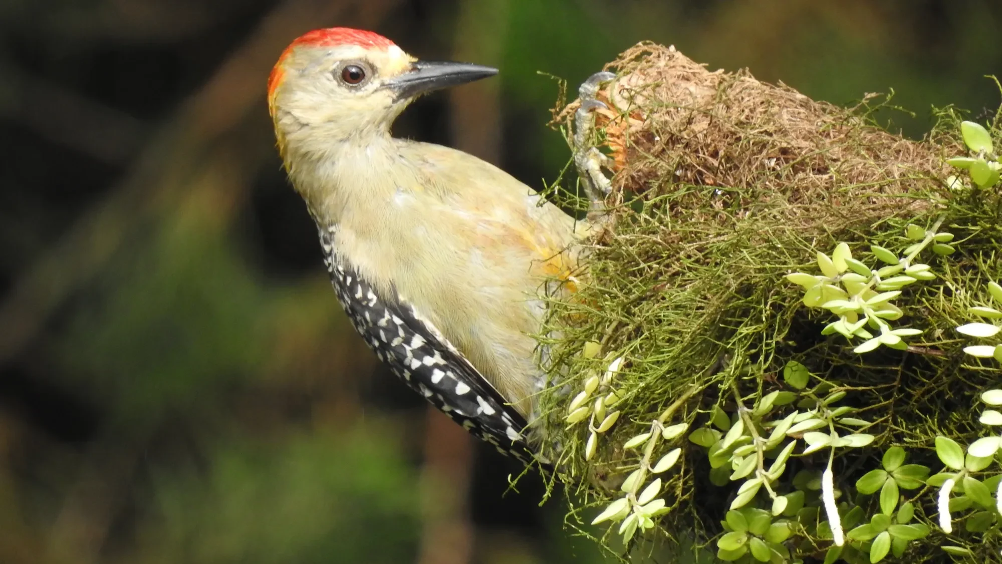 quintagaleon-birds-2000-144