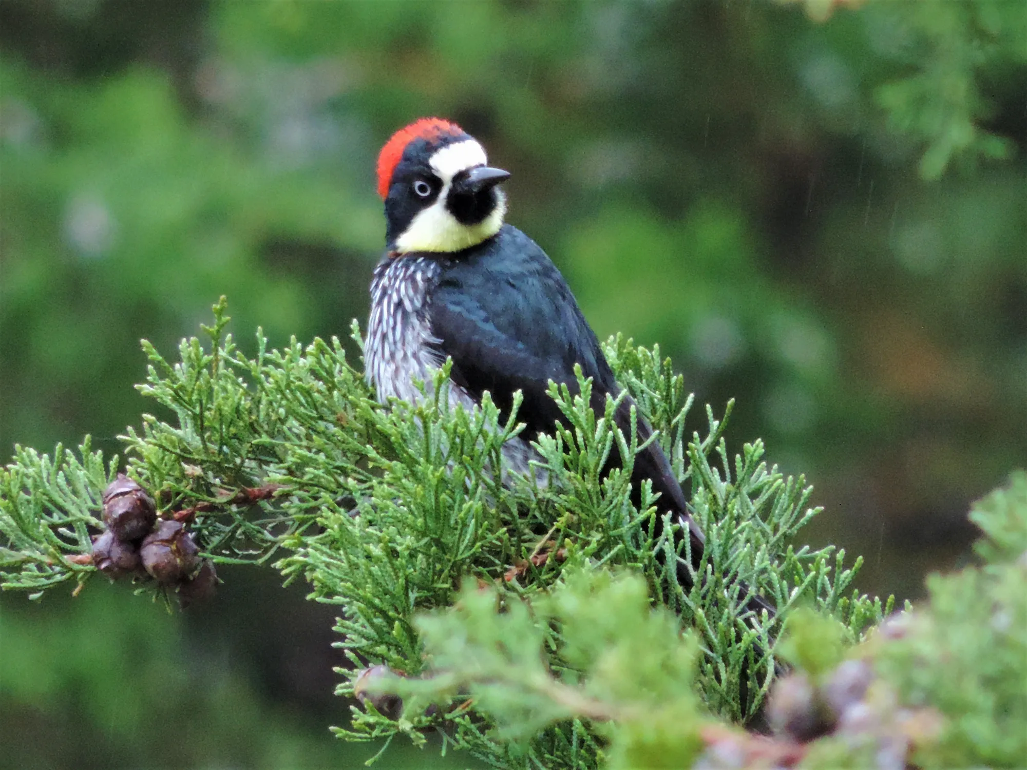 quintagaleon-birds-2000-205