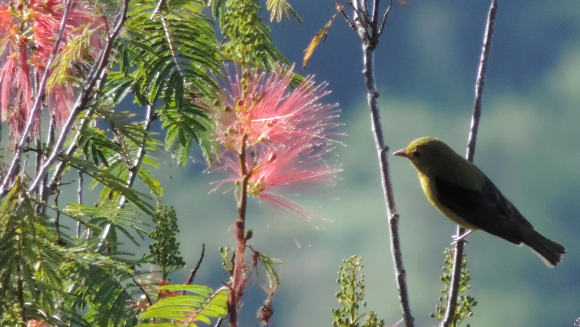 quintagaleon-birds-2000-270
