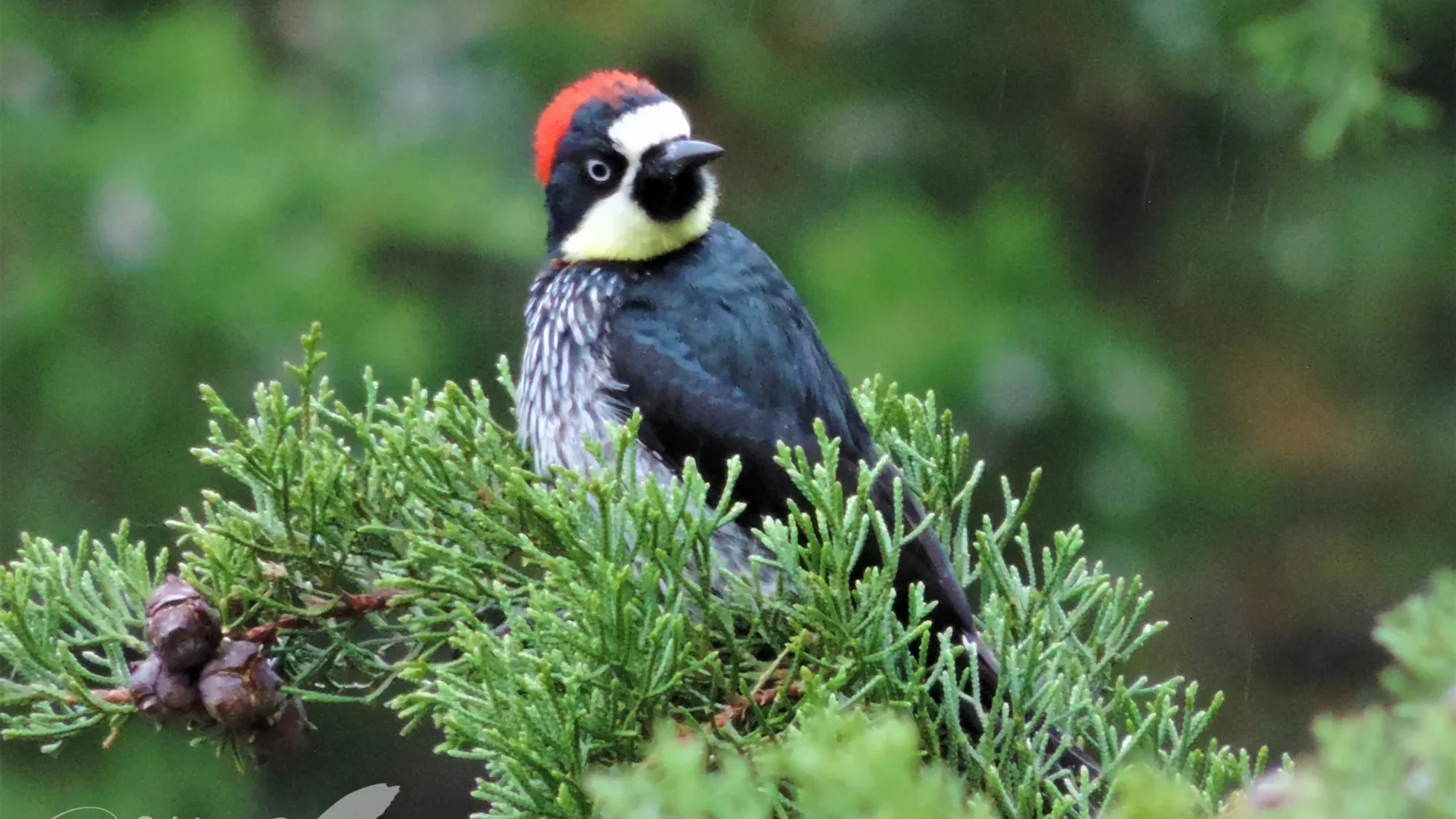 quintagaleon-birds-2000-761