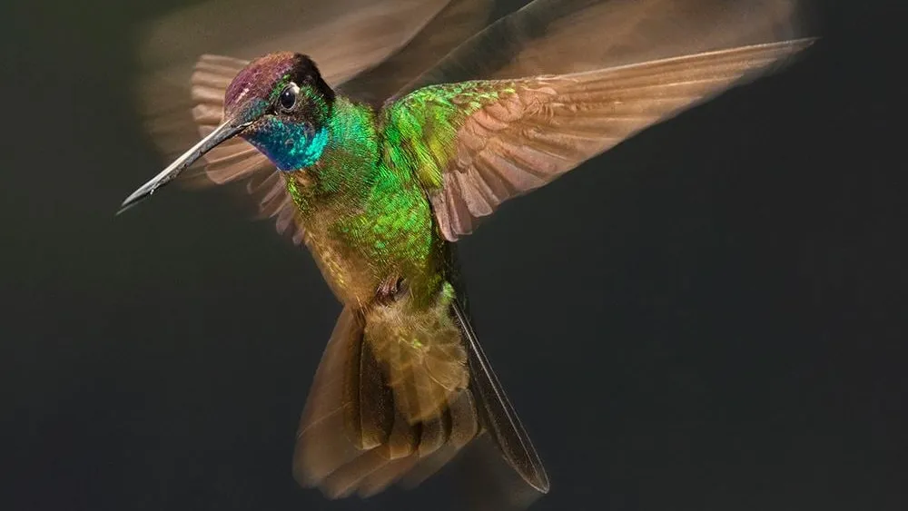 quintagaleon-hummingbirds-16x9-1001