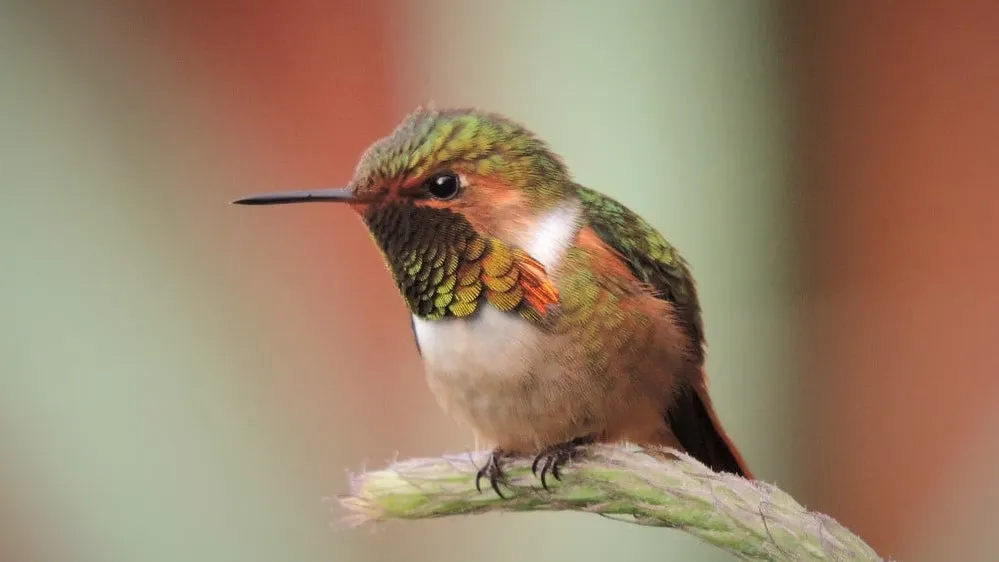 quintagaleon-hummingbirds-16x9-1004