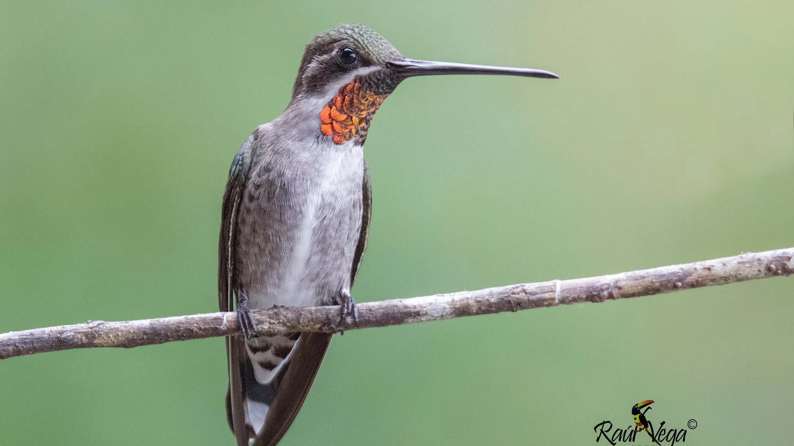 quintagaleon-hummingbirds-16x9-1005